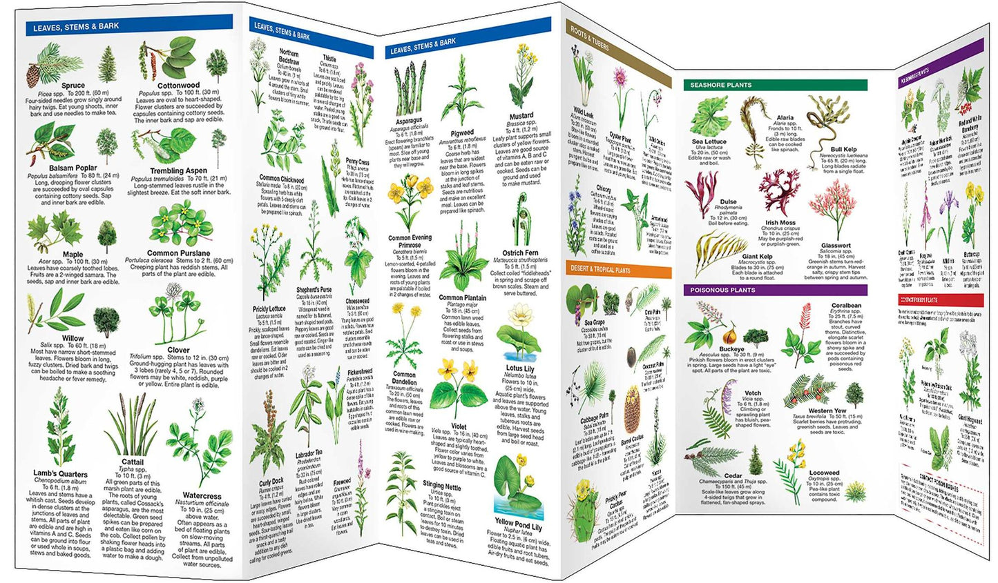 Edible Wild Plants: An Introduction to Familiar North American Species