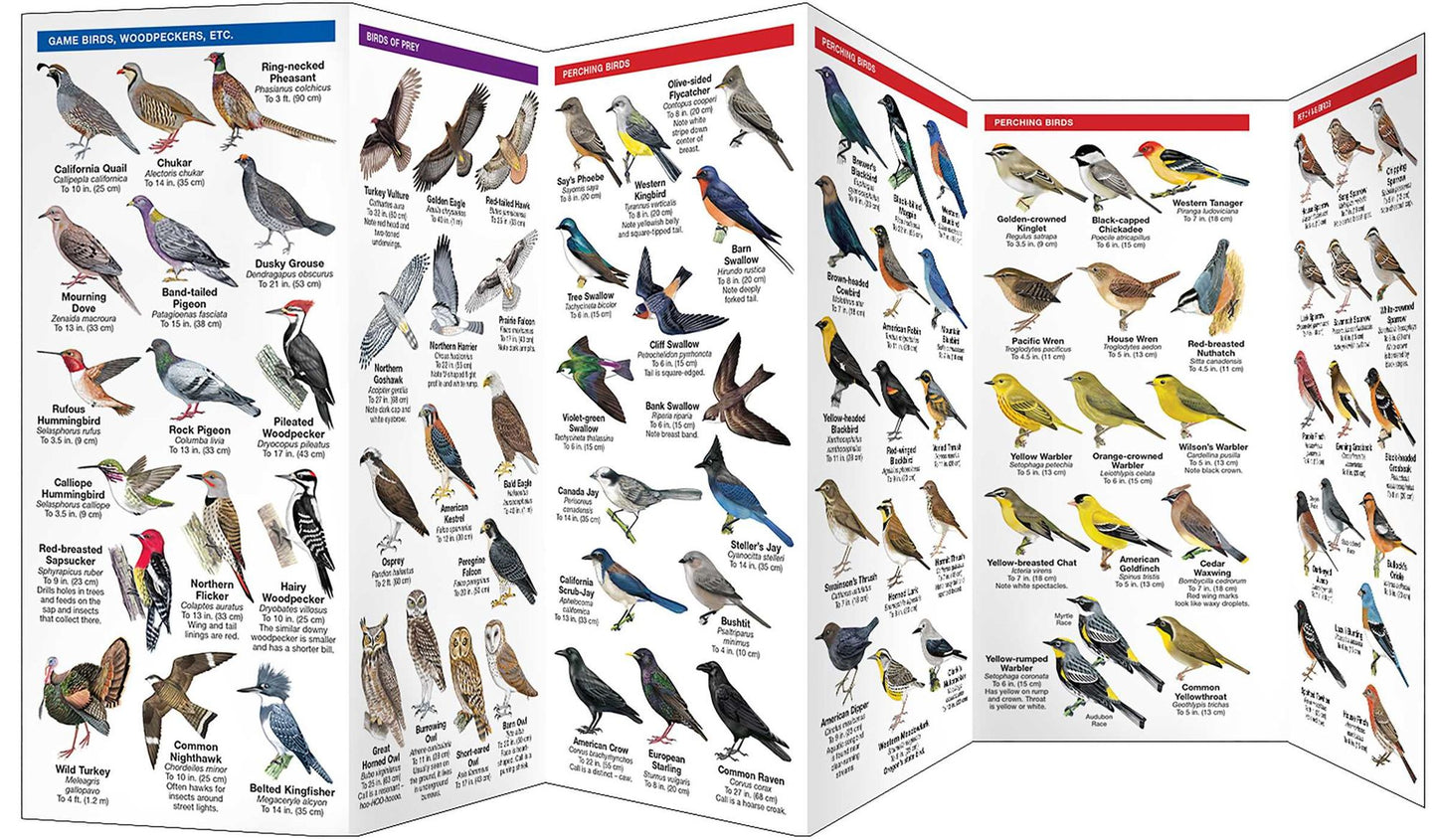 Pocket Naturalists Guide to Oregon Birds