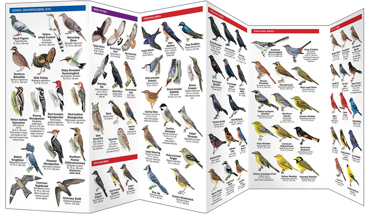 Alabama Birds: An Introduction to Familiar Species