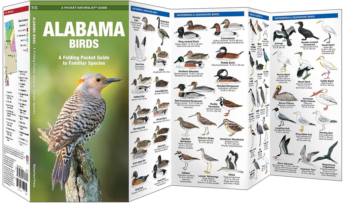 Alabama Birds: An Introduction to Familiar Species