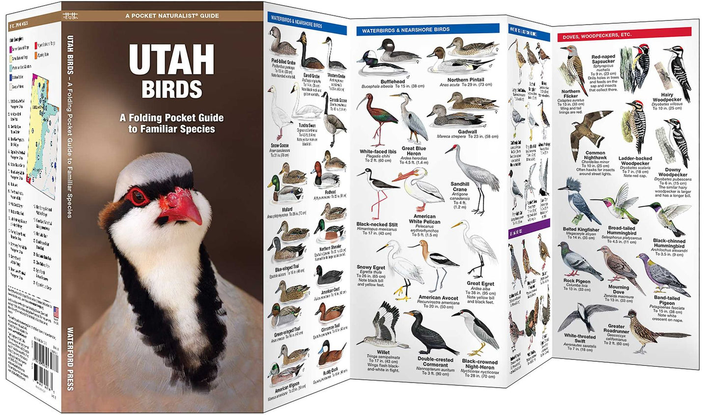 Pocket Naturalist: Utah Birds