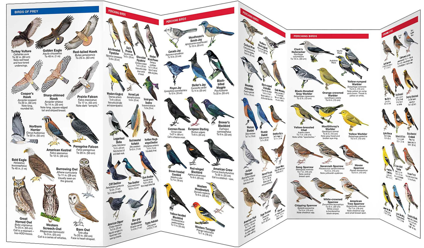 Pocket Naturalist: Utah Birds