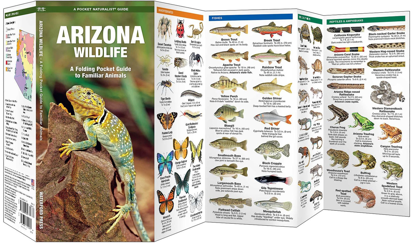 Pocket Naturalist: Arizona Wildlife, An Introduction to Familiar Species