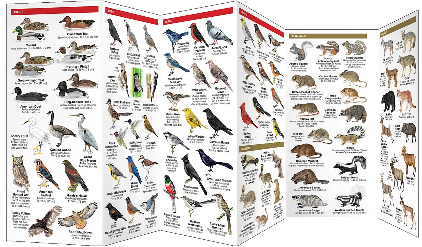 Pocket Naturalist: Arizona Wildlife, An Introduction to Familiar Species