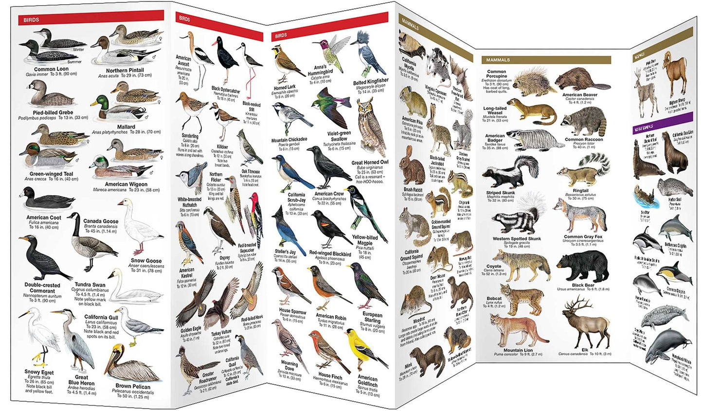 Pocket Naturalist: California Wildlife