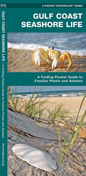 Gulf Coast Seashore Life: An Introduction to Familiar Plants and Animals