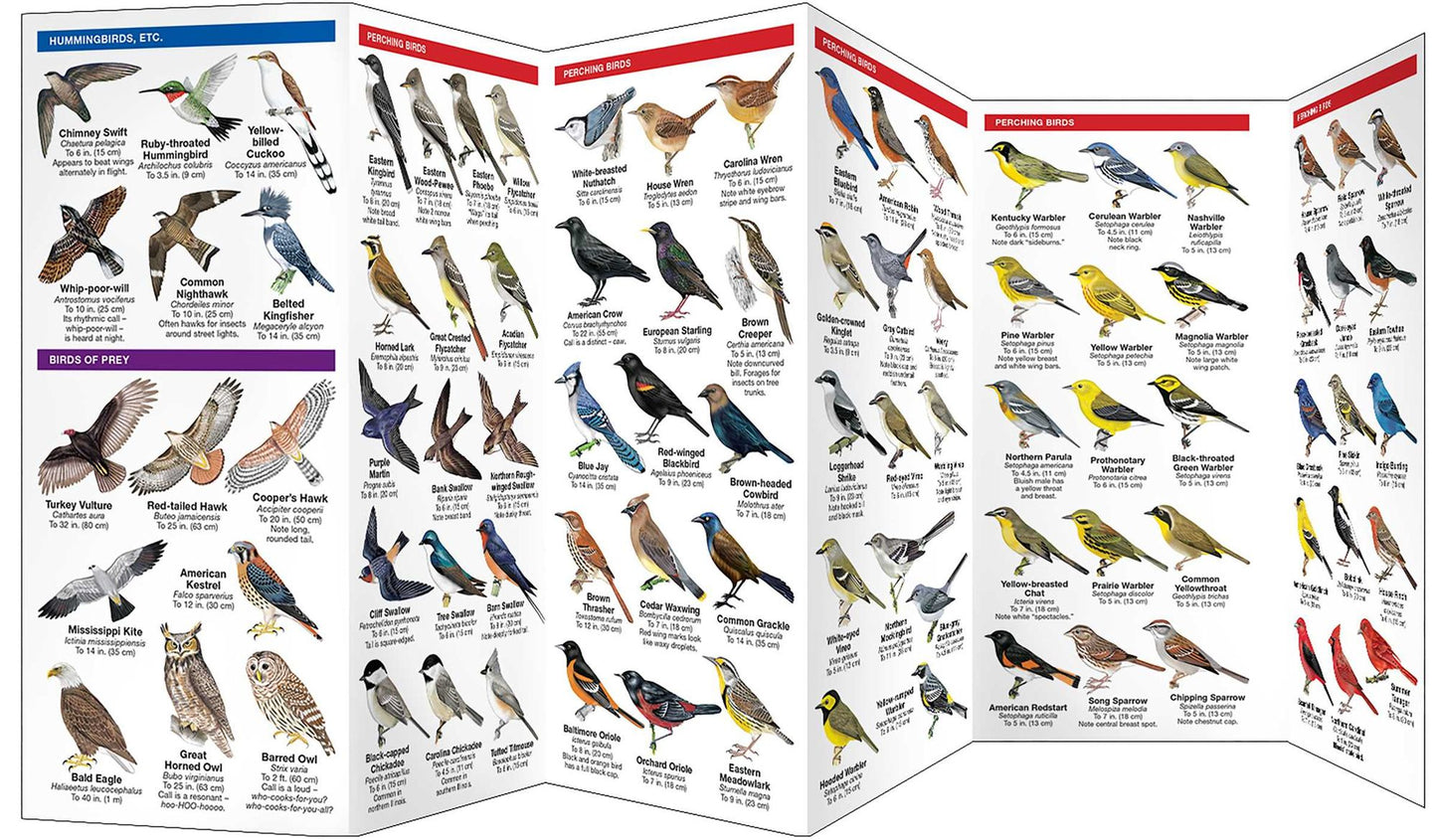Illinois Birds: An Introduction to Familiar Species