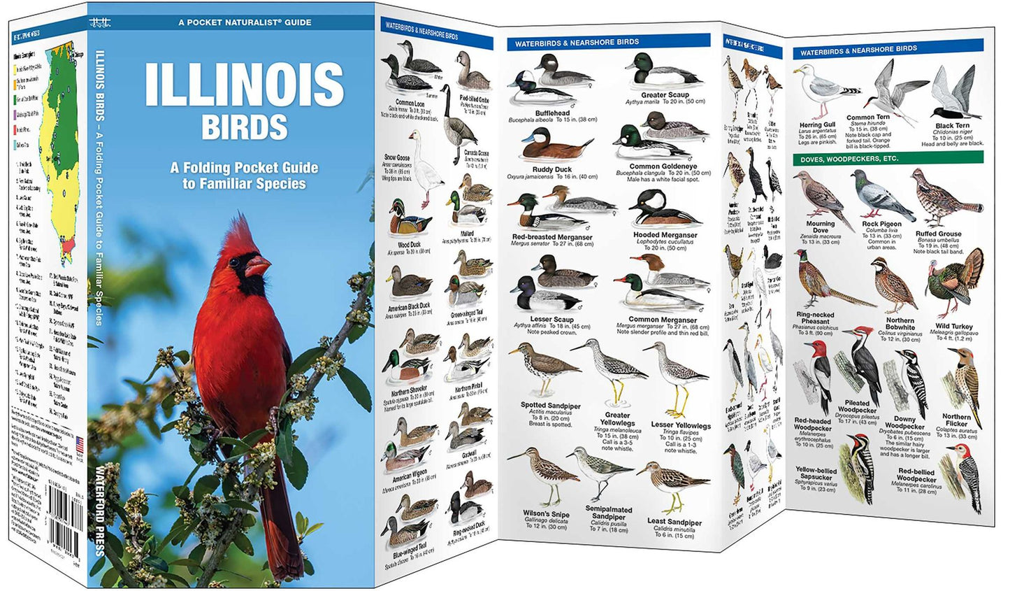 Illinois Birds: An Introduction to Familiar Species
