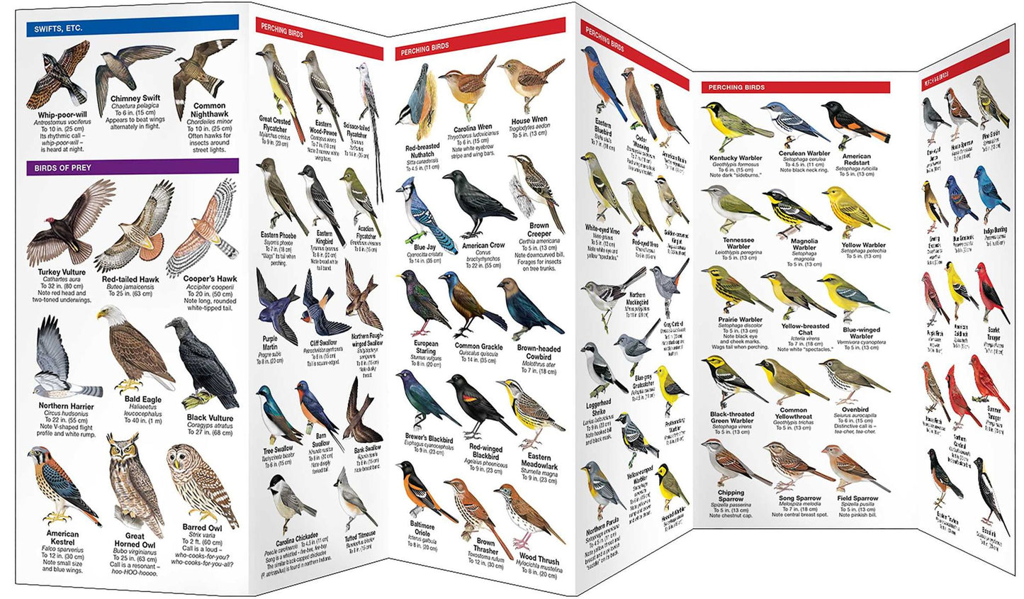 Indiana Birds: An Introduction to Familiar Species