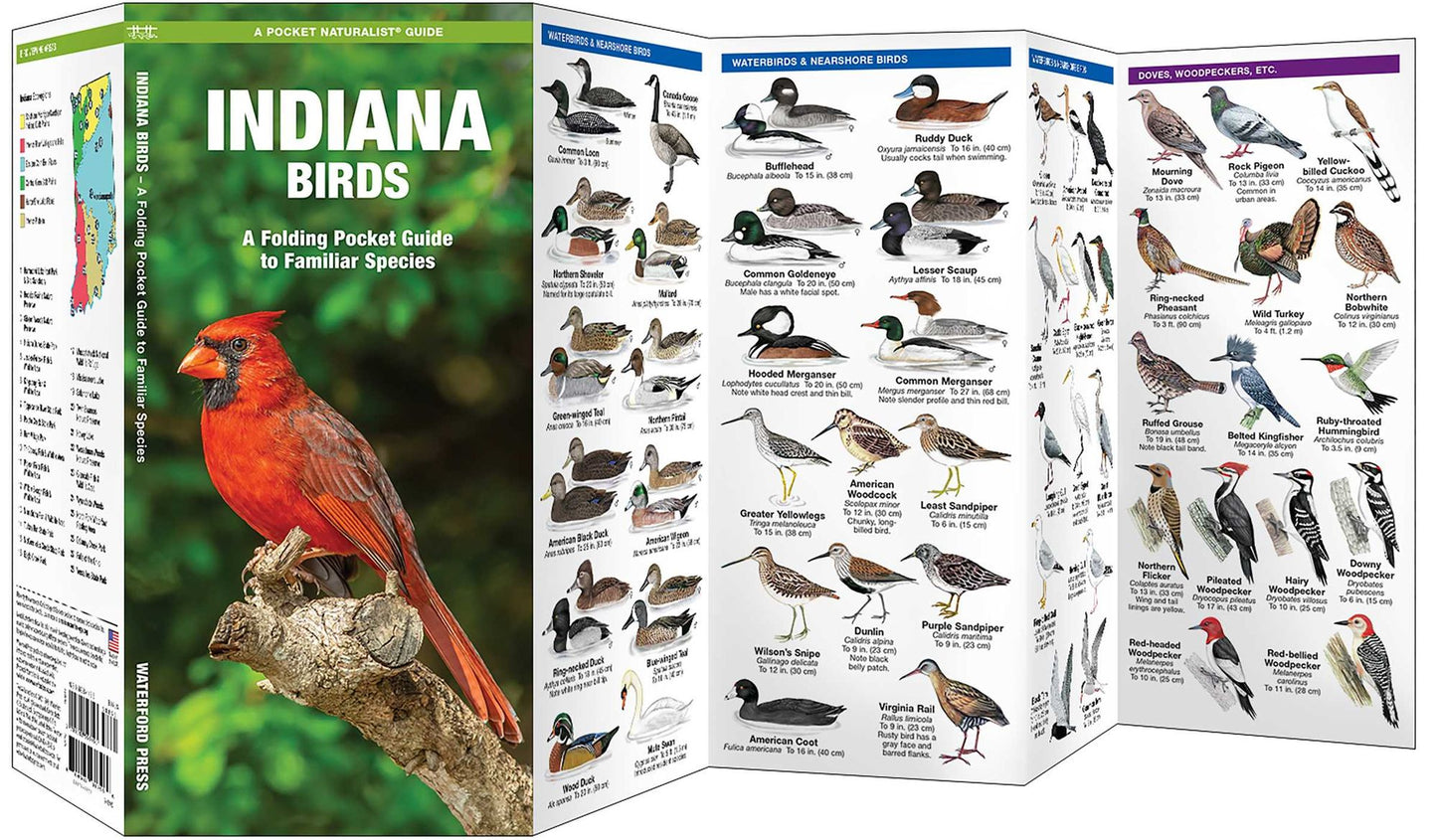 Indiana Birds: An Introduction to Familiar Species
