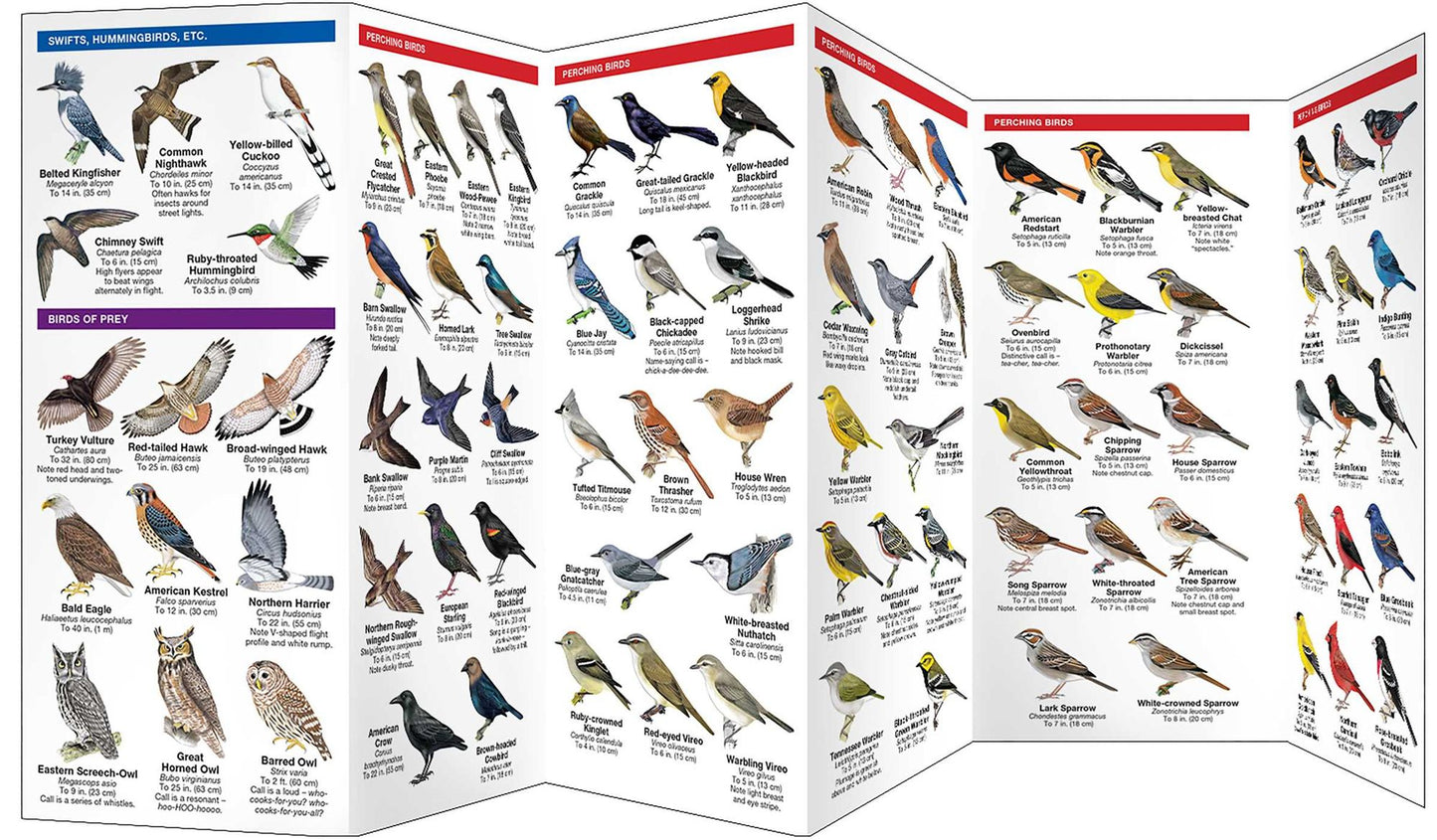 Iowa Birds