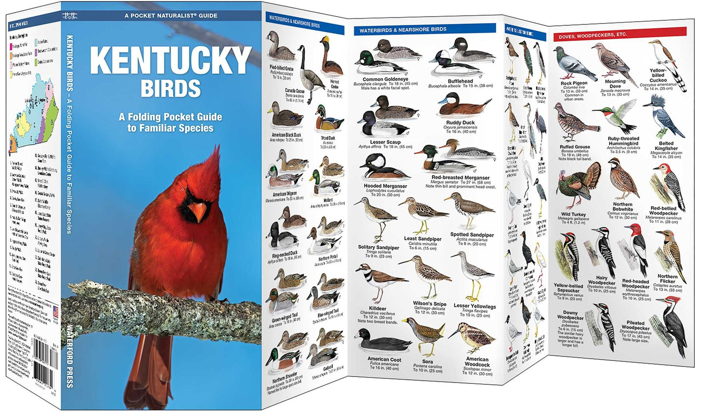Kentucky Birds