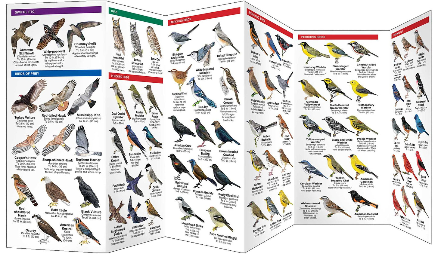 Kentucky Birds