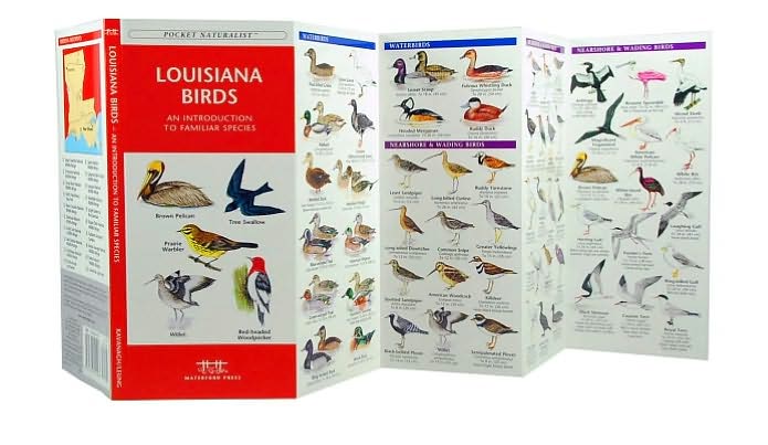 Louisana Birds
