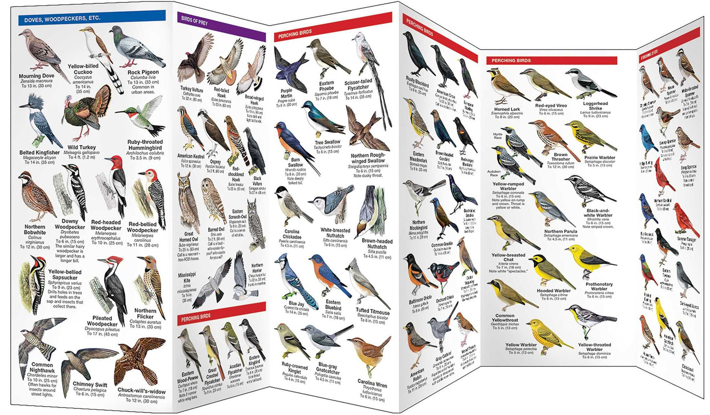 Louisana Birds