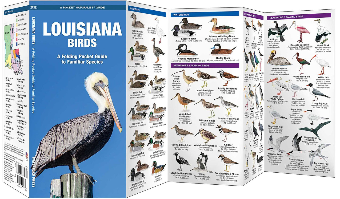 Louisana Birds