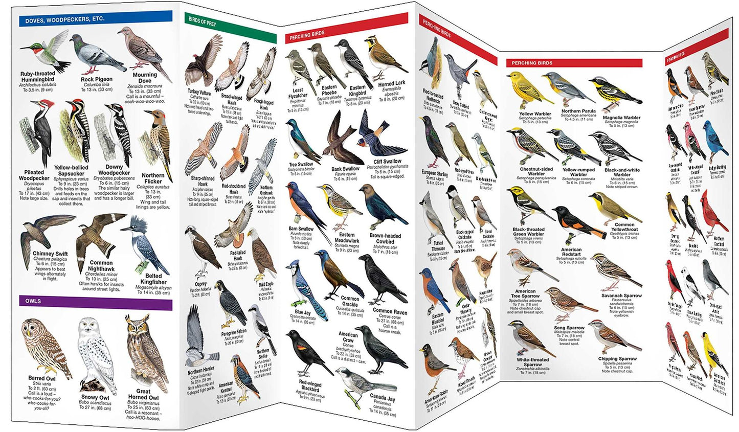 Maine Birds