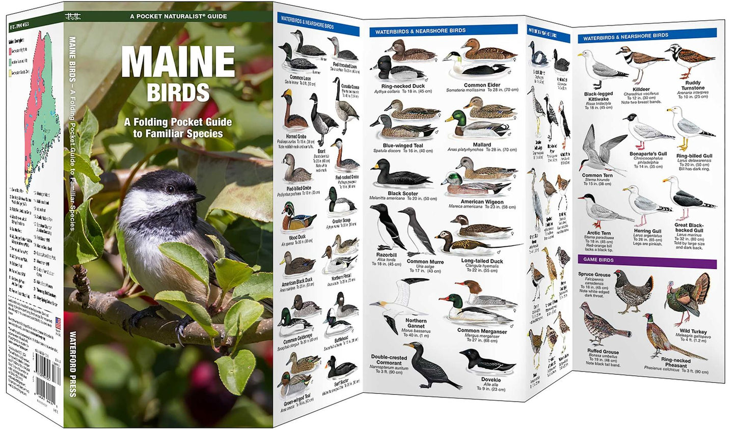 Maine Birds