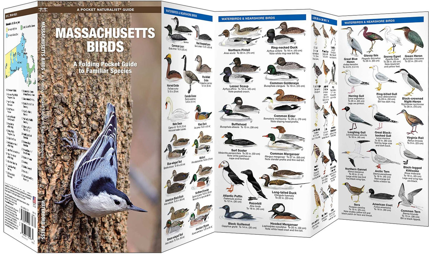 Massachusetts Birds
