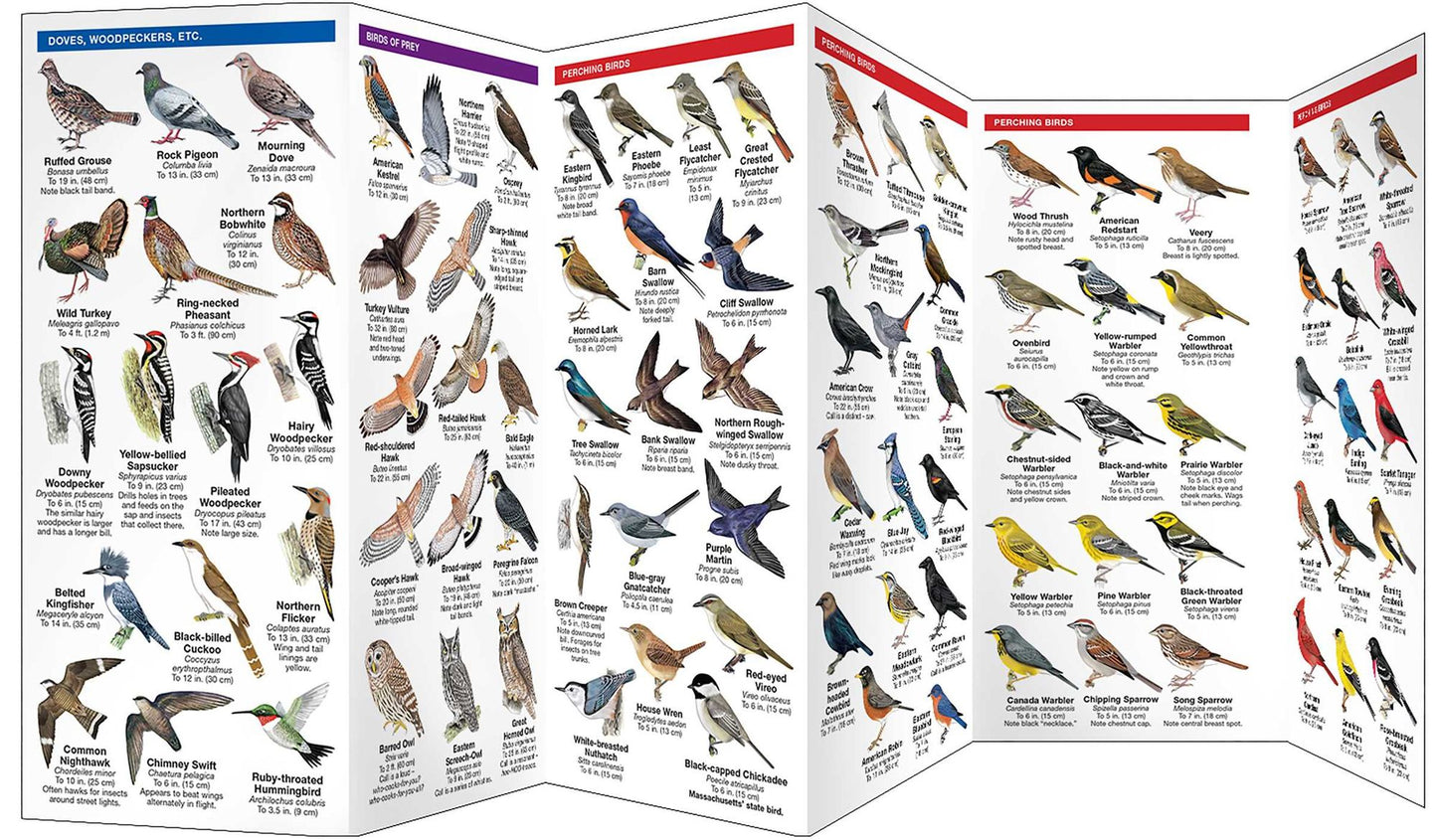 Massachusetts Birds