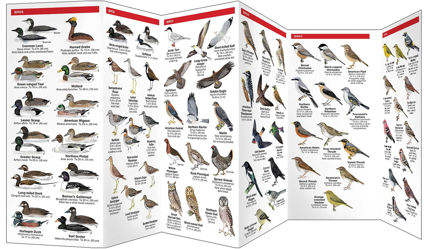 Pocket Naturalist Guide to the Wildlife of Denali National Park & Denali State Park