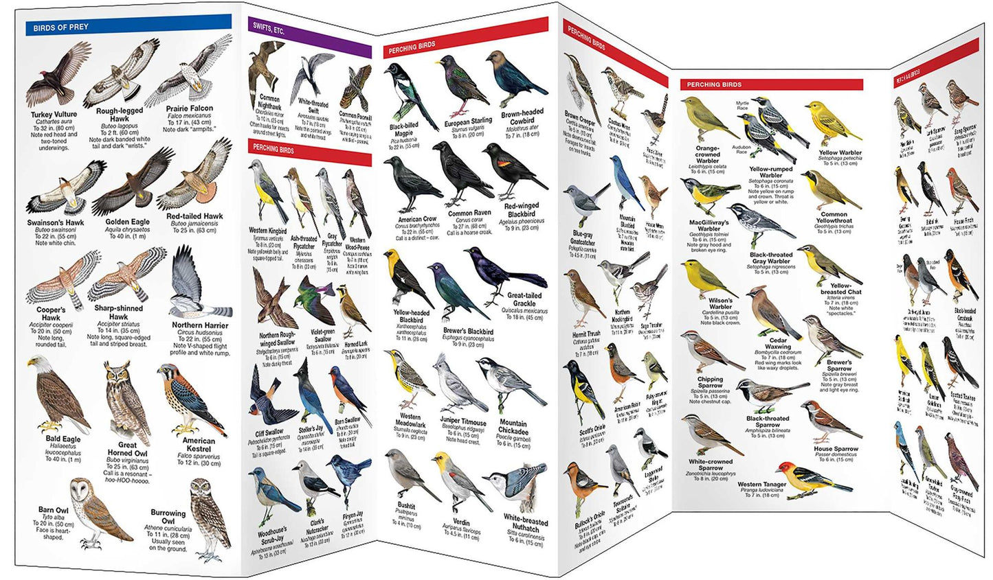 Pocket Naturalist Guide to Nevada Birds