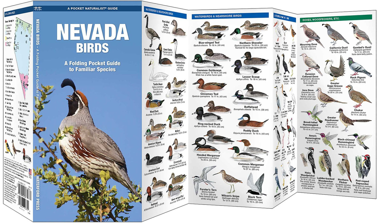 Pocket Naturalist Guide to Nevada Birds