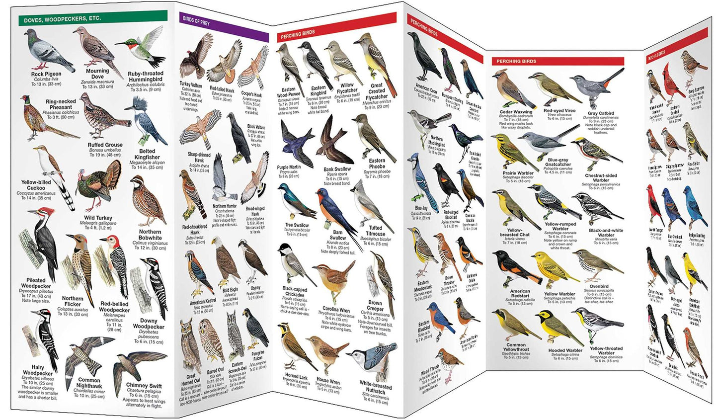 New Jersey Birds