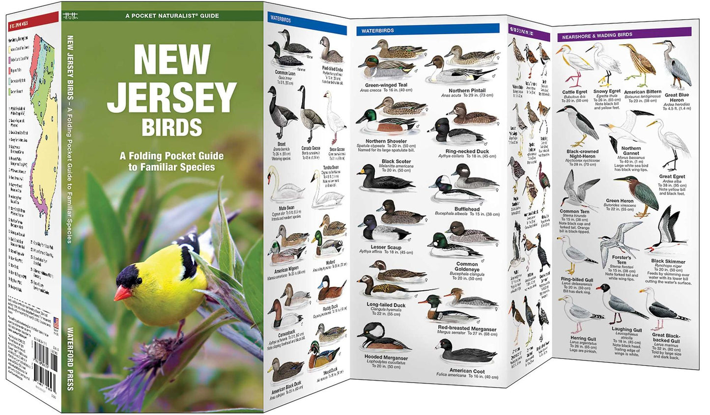 New Jersey Birds