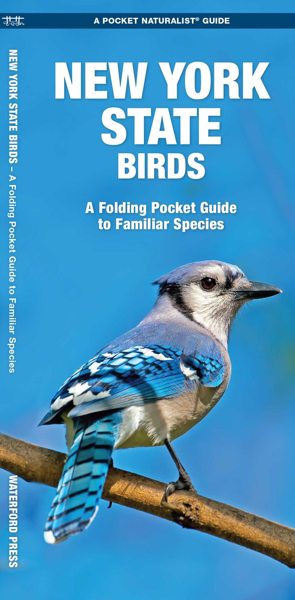 New York Birds