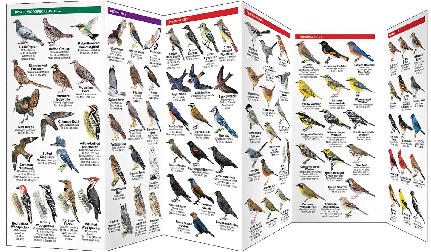 New York Birds