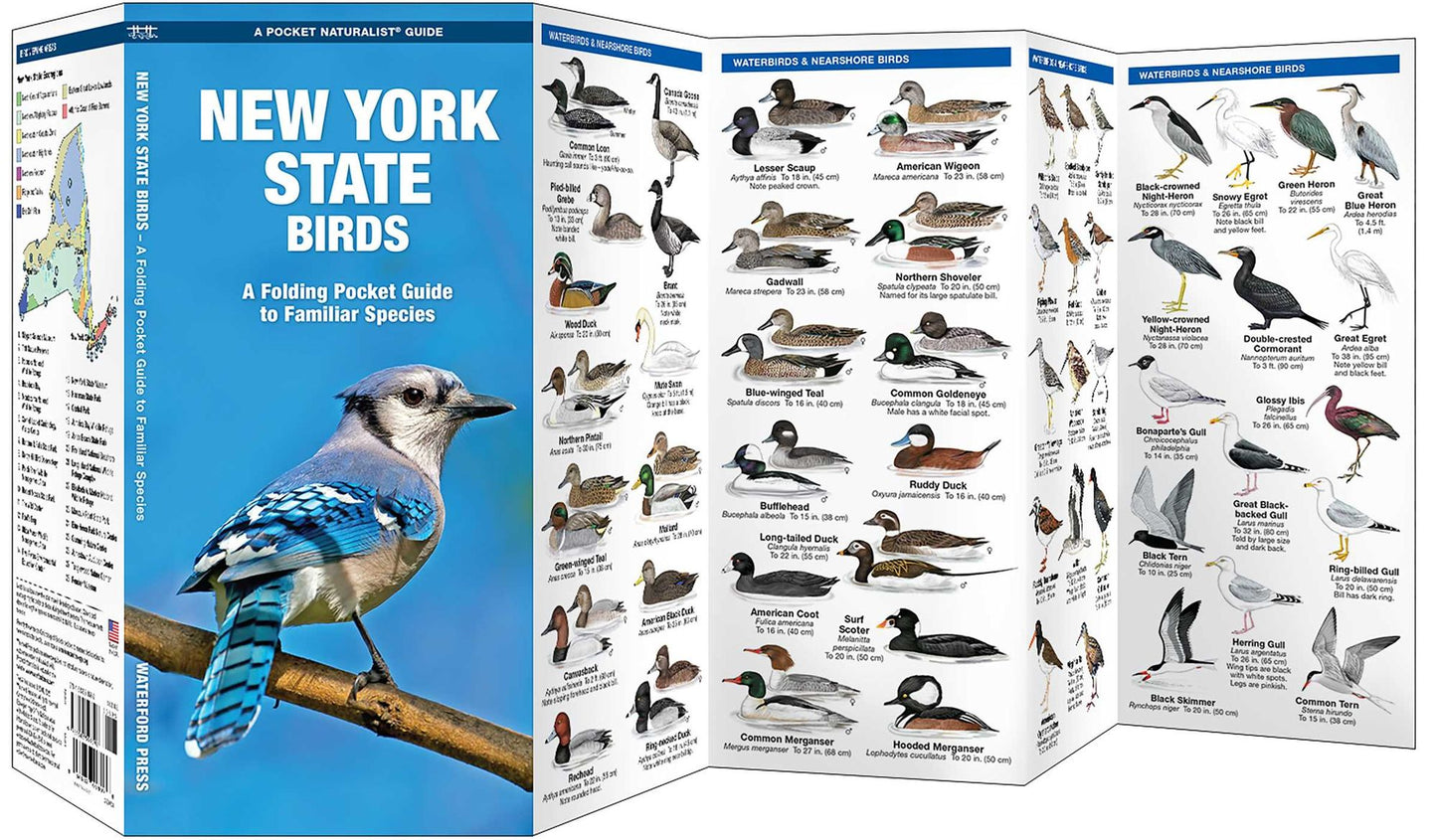 New York Birds