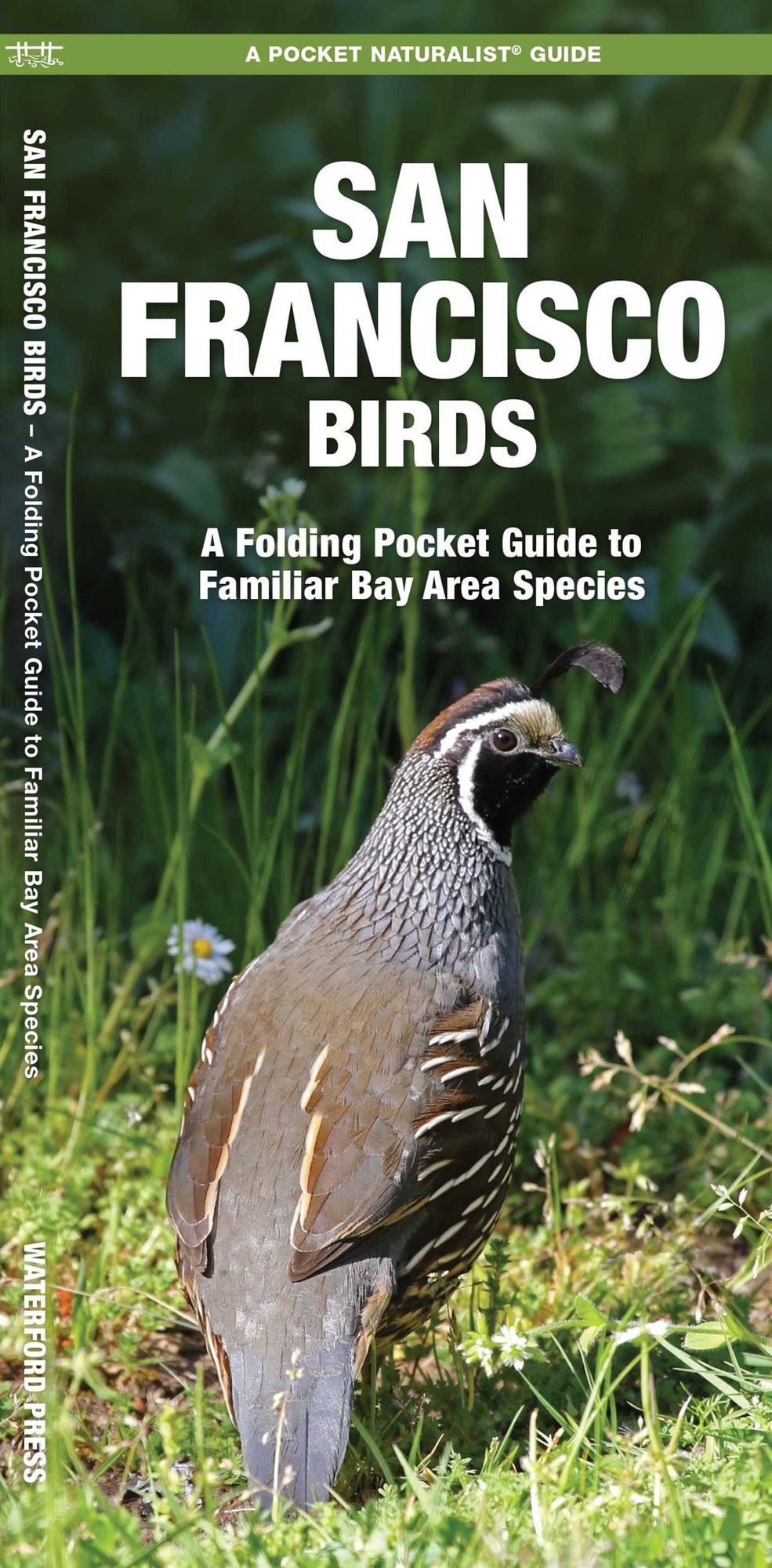 Pocket Naturalist: San Francisco Birds: An Introduction to Familiar Species Bay Area Species
