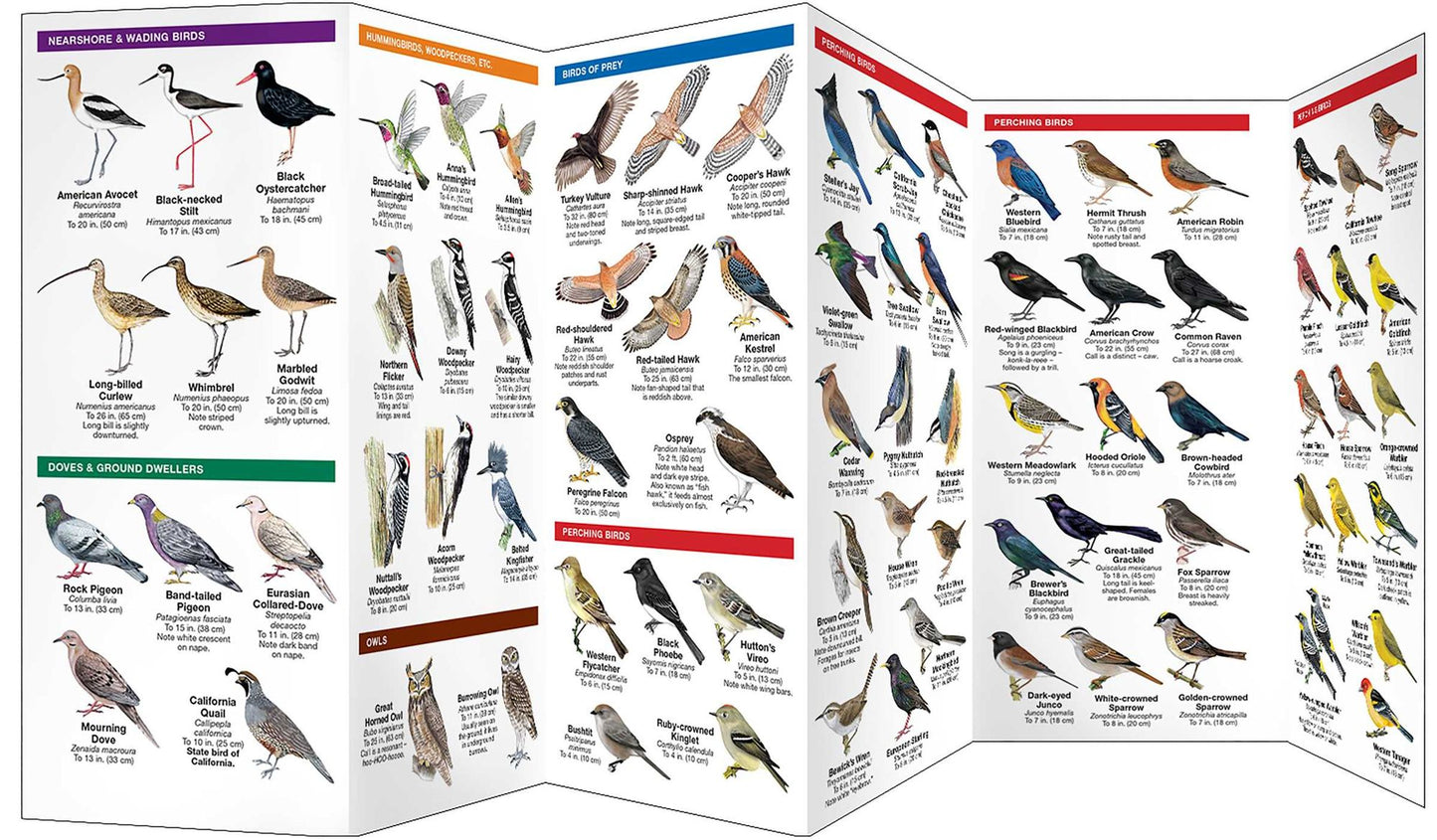 Pocket Naturalist: San Francisco Birds: An Introduction to Familiar Species Bay Area Species