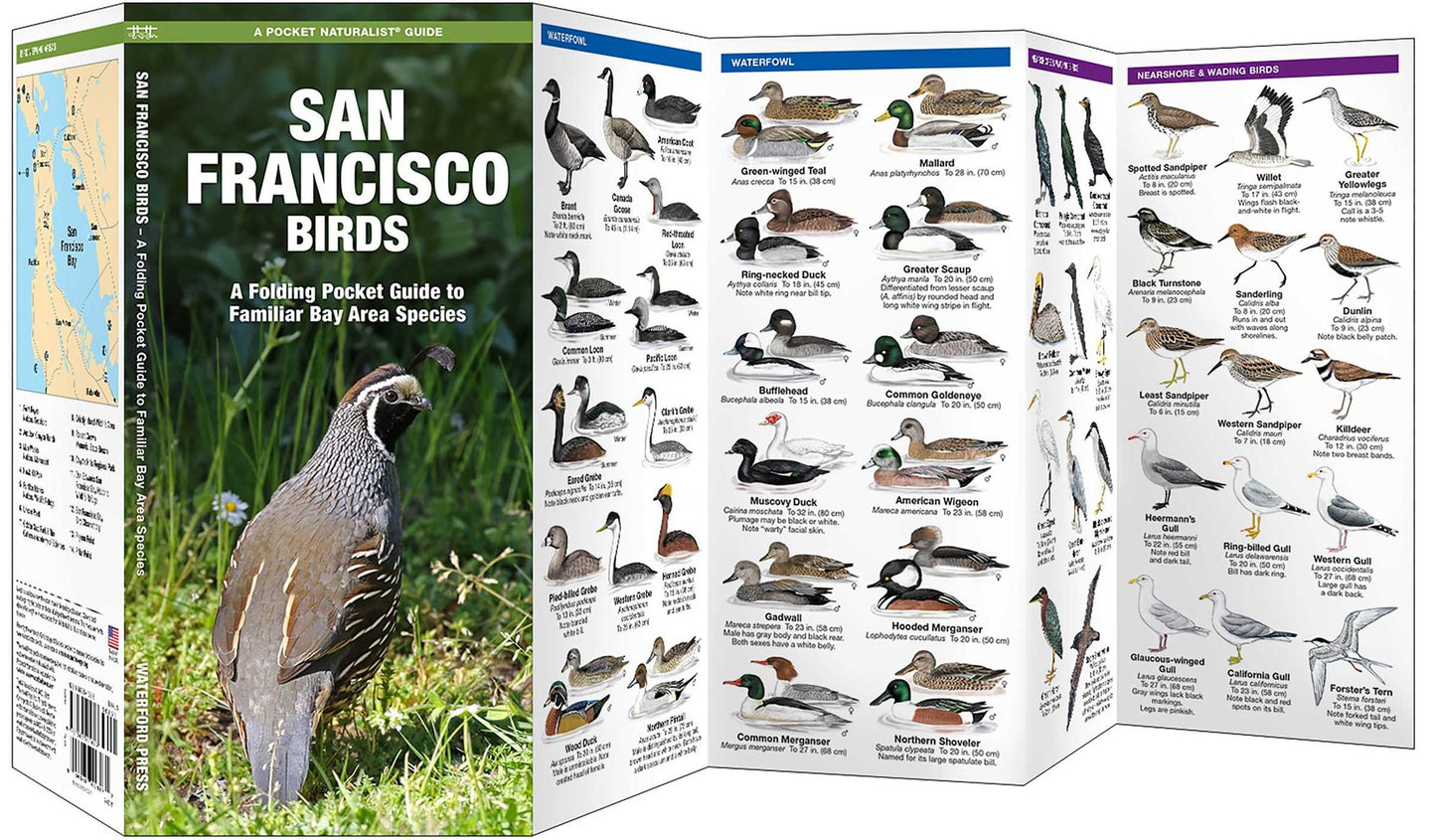 Pocket Naturalist: San Francisco Birds: An Introduction to Familiar Species Bay Area Species
