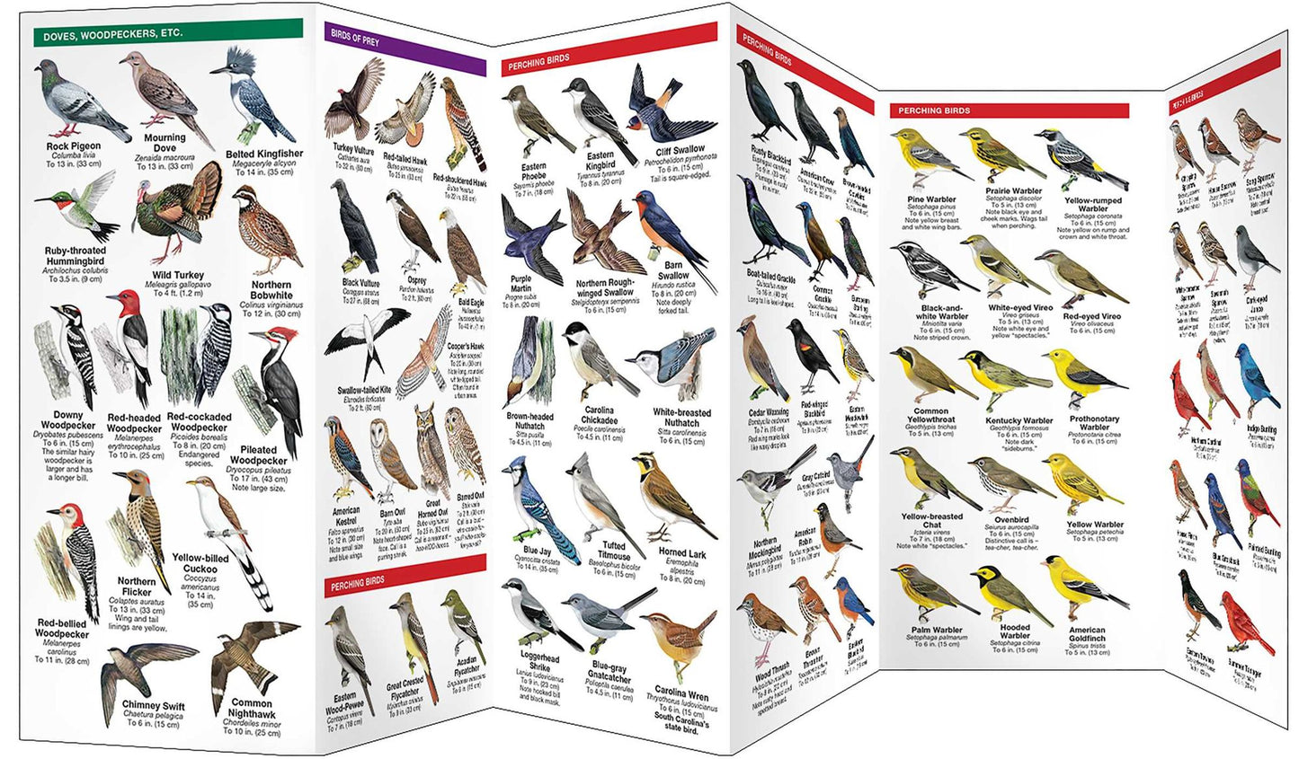 South Carolina Birds