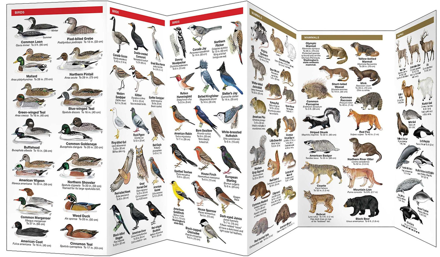 Pocket Naturalists Guide to Washington Wildlife