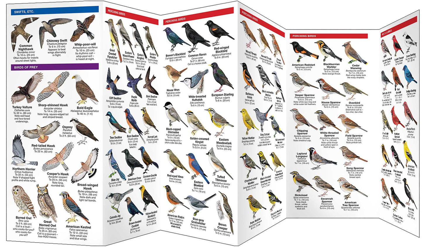 Wisconsin Birds