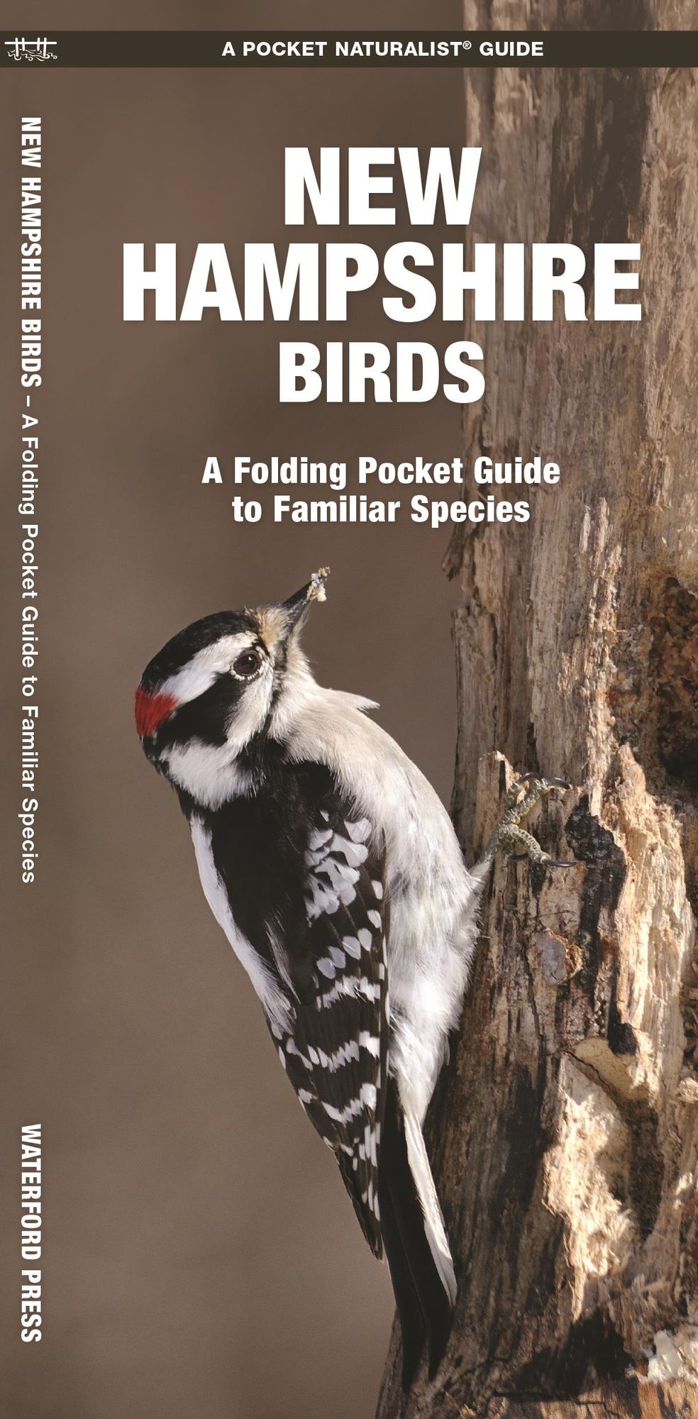 New Hampshire Birds