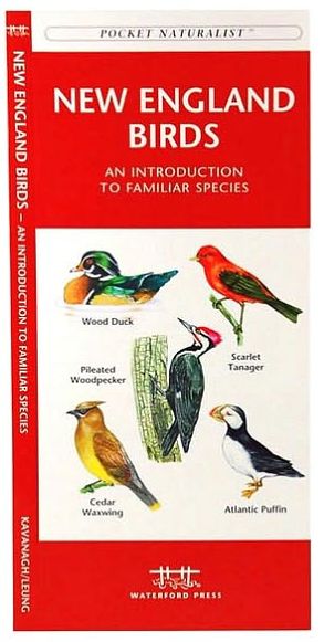 New England Birds