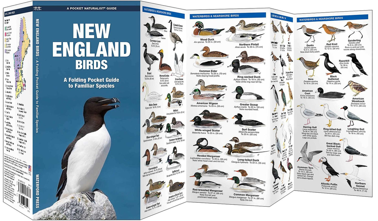 New England Birds