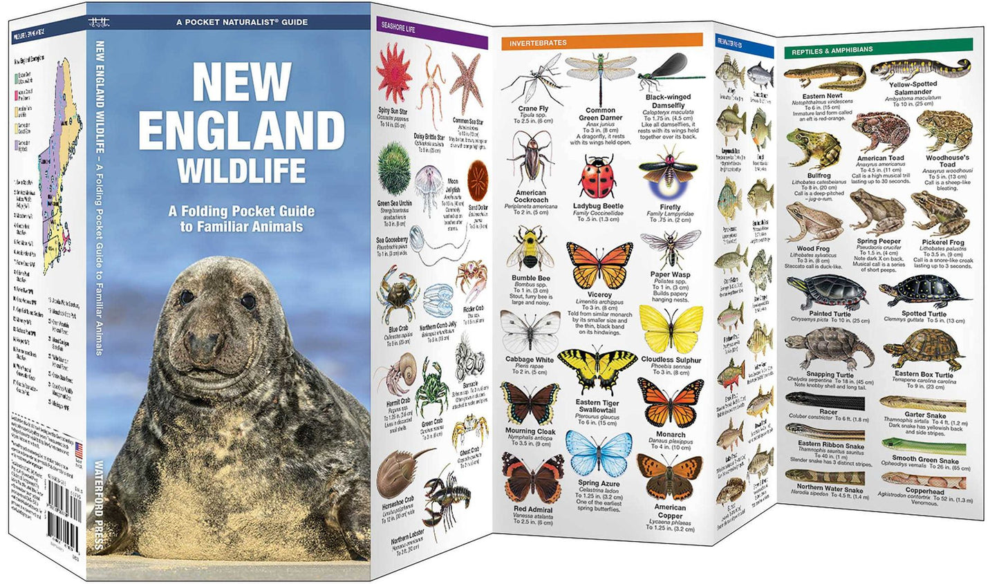 New England Wildlife