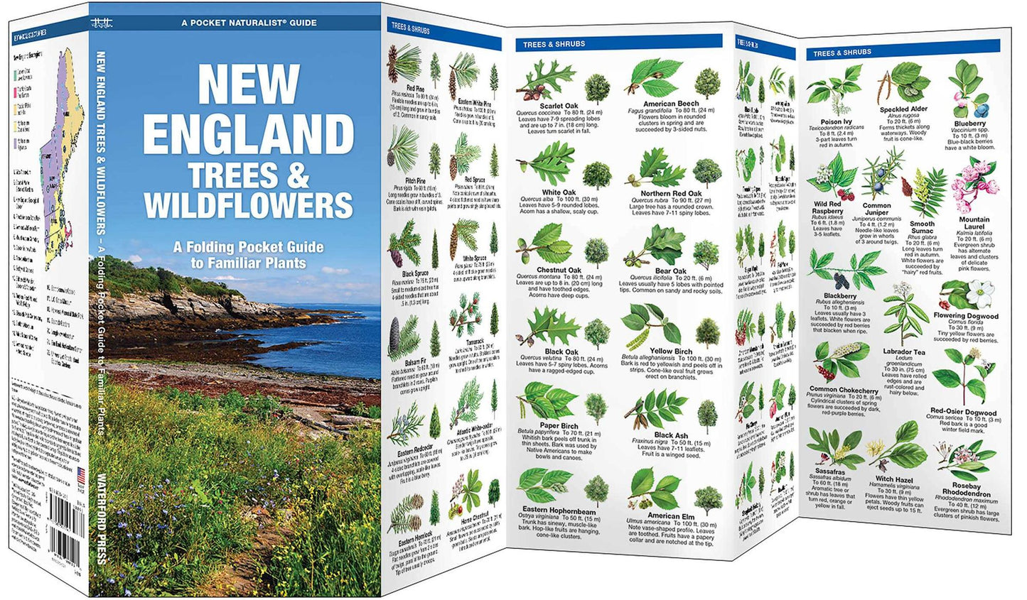 New England Trees & Wildflowers