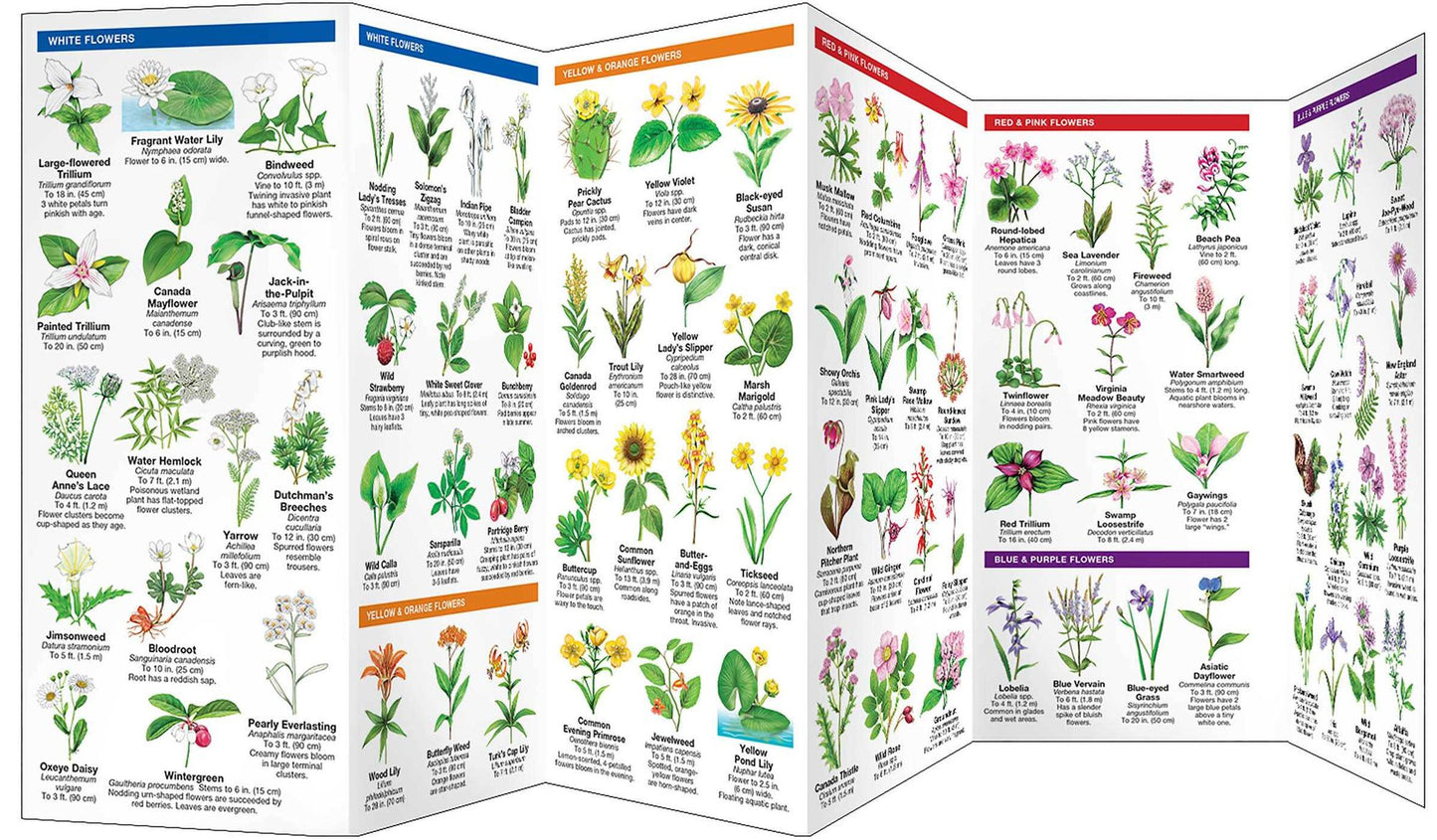 New England Trees & Wildflowers