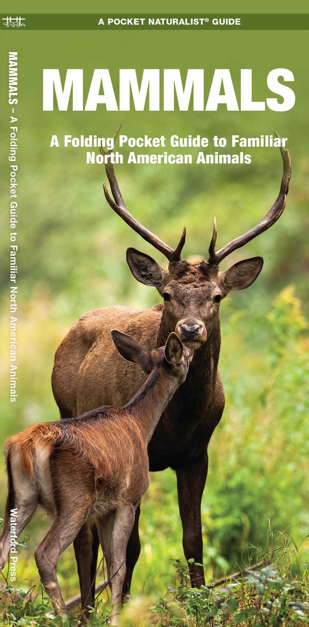 Mammals: An Introduction to Familiar North American Species