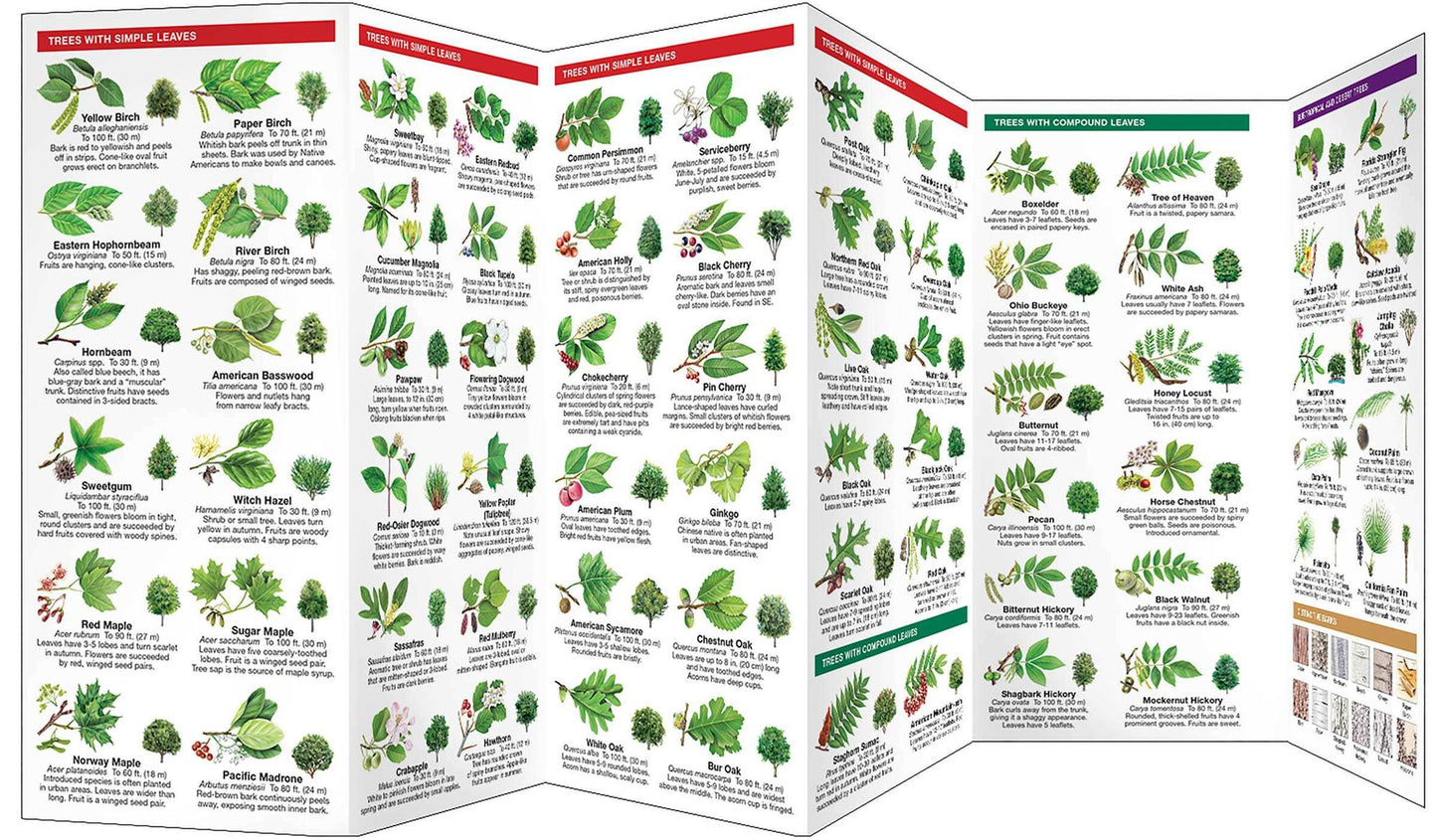 Trees: An Introduction to Familiar North American Species
