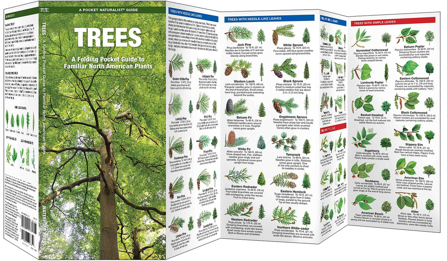 Trees: An Introduction to Familiar North American Species