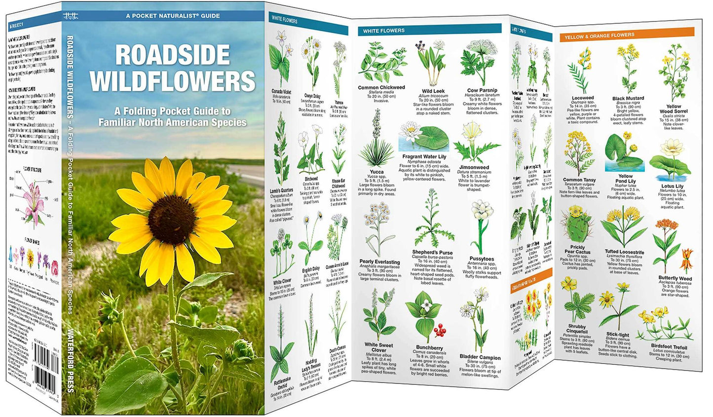 Roadside Wildflowers: An Introduction to Familiar North American Species