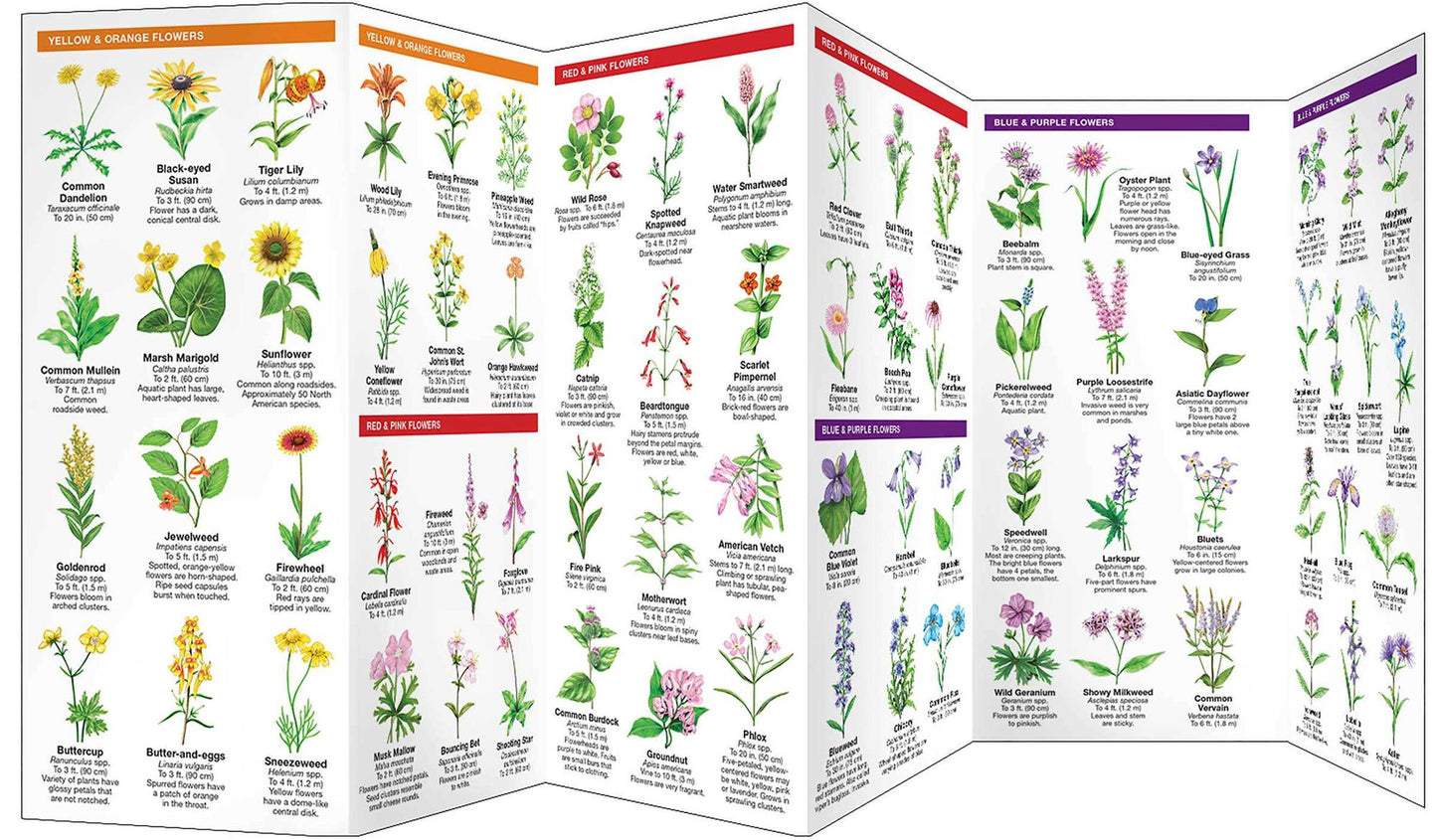 Roadside Wildflowers: An Introduction to Familiar North American Species