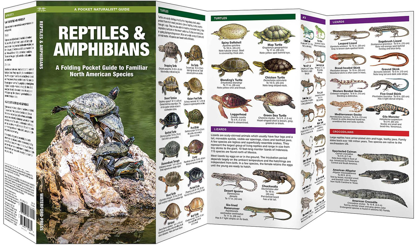 Reptiles and Amphibians: An Introduction to Familiar North American Species